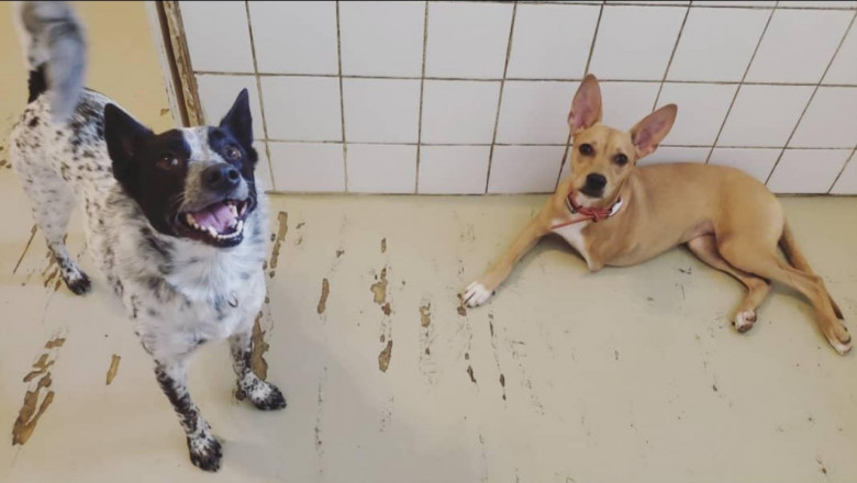 Your Spoiled Pets