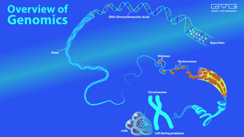 Genomics Based Research Provides New Insights