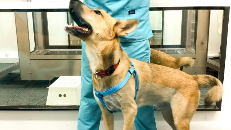 Strengthening exercises and endurance dogs in Singapore