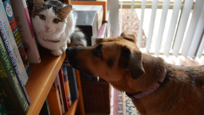 What Makes a Pet Shop a Great Choice?