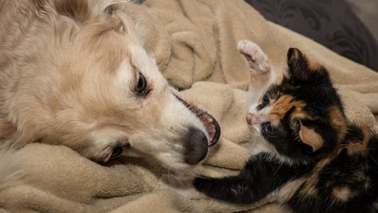Where to Find the Necessary Pet Supplies Sydney?
