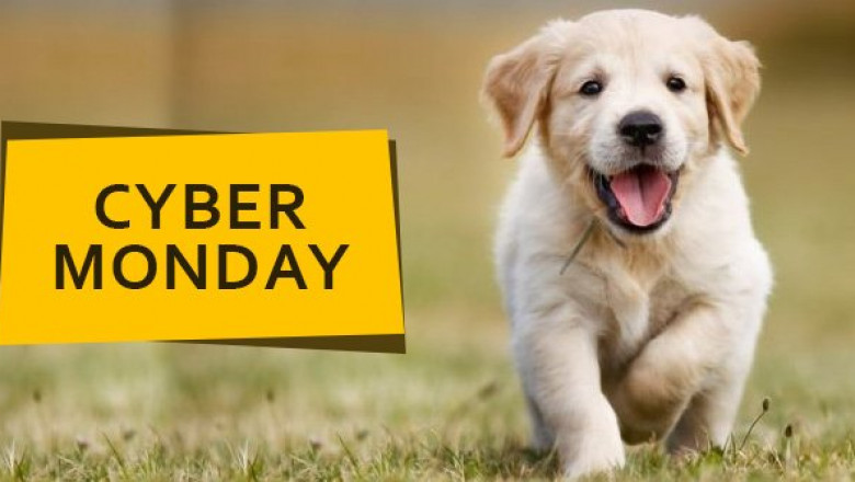 Celebrate The Cyber Monday With Amazing Deals And Offers On Pet Supplies