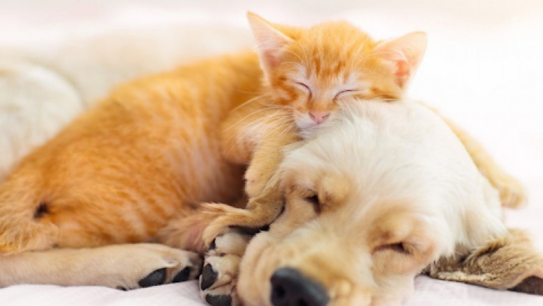 Cyber Monday Pet Deals