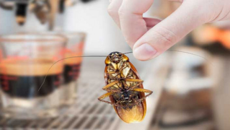 Effective Pest Control & Removal Process in Brisbane