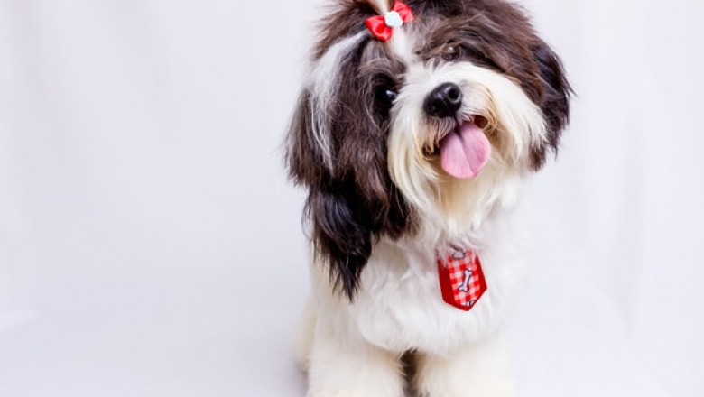 What Is the Proper Way to Use Puppy Training Pads to Train Your Dog?