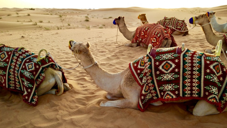 Morning Desert Safari | Safari Advenretures Fun