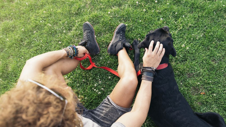WHAT ARE THE COSTS OF A DOG?