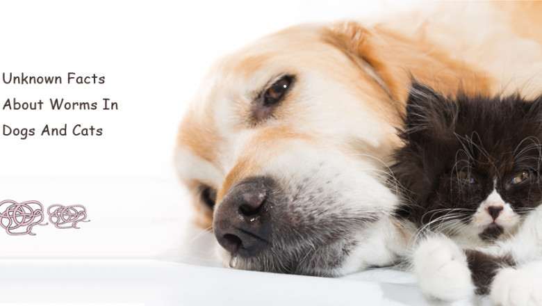Unknown Facts About Worms In Dogs And Cats