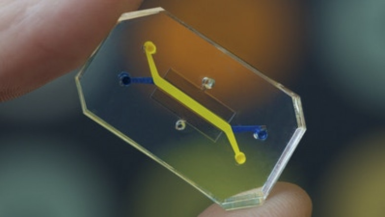 The Organs-On-Chips Market Is Divided Into Type, Offerings, Application, End User, And Region In This Report.