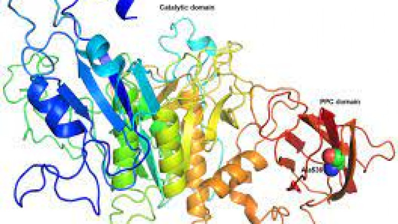 Industrial applications and production sources of Alkaline Proteases