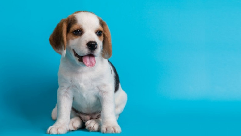 4 Things to Look for When Choosing a Pet Warehouse