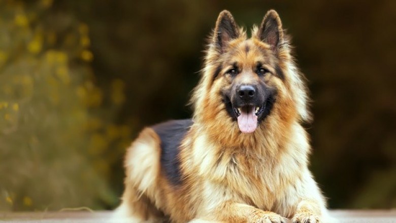 How to Know Which Dog Clippers Are Right for Your Pet?