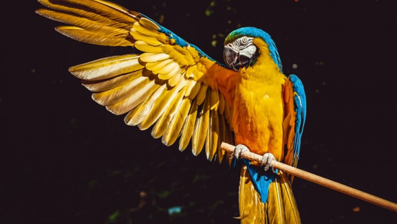 Why Is Vetafaram Bird Food a Great Choice?