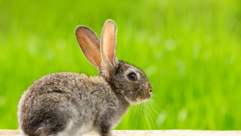 Why Shop Online for Ziwi Peak Dog Food?