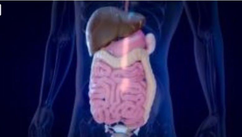 Digestive System