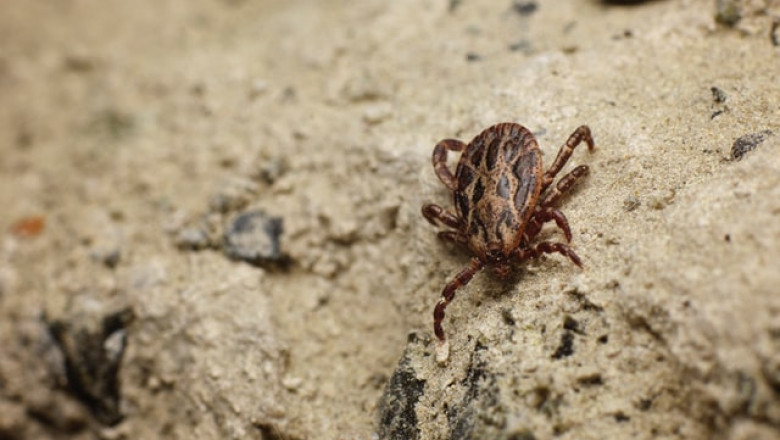 Dogs and Tick Safety: Tips for Avoiding Ticks and How to Remove Them