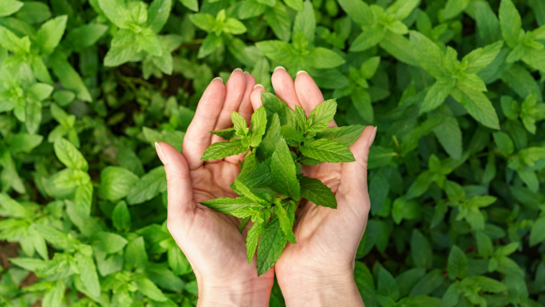 How to Jumpstart Your Life With Ayurveda?