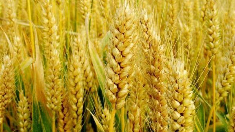 In-depth Analysis on Wheat Protein Market 2021 Focusing on key Players like Cargill, Batory Foods