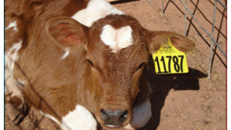 New Approach of Livestock Identification Market 2021: To Business Applications with Top Key Players like Allflex (Part of Merck) ,Zoetis