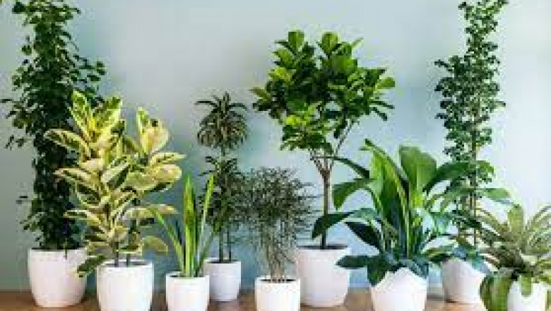 Online Plant Nursery Market Size 2021 SWOT Analysis, Competitive Landscape and Significant Growth