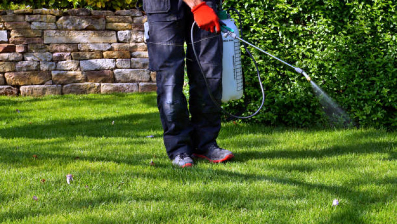 Universal Pest & Termite: One of the prominent provider of natural pest control