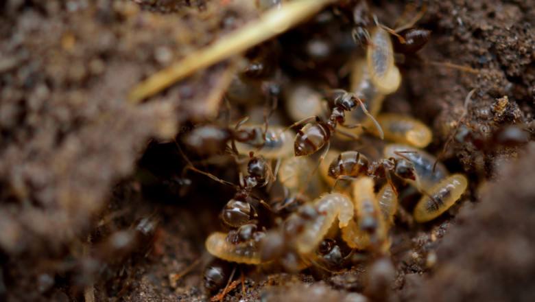 Termite Treatment