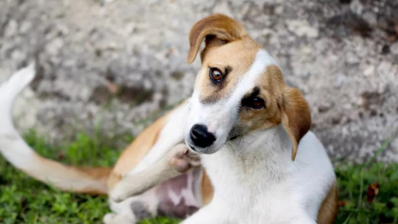 How to Get Rid of Fleas