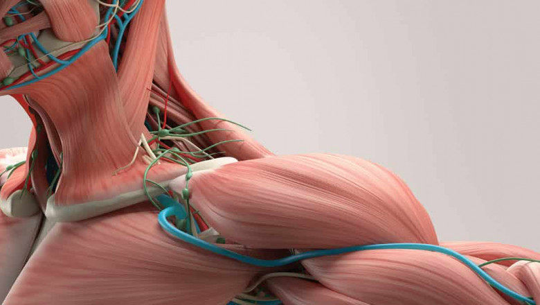 Muscular Dystrophy Treatment Market is expected to increase demand