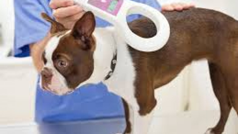 Pet Microchips Market Industry Brief Analysis by Size, Research Report Analysis 2021 to 2026