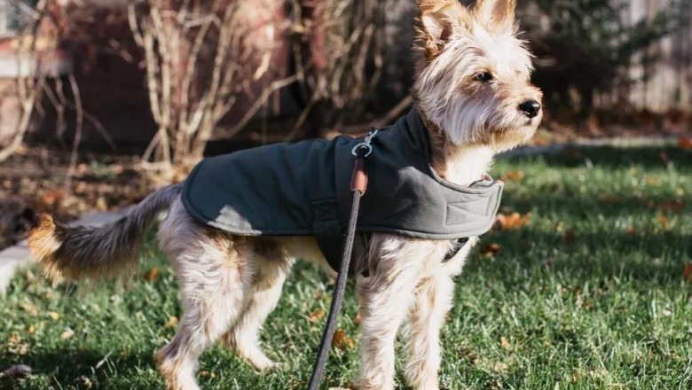 Should I Put a Winter Coat on My Dog?
