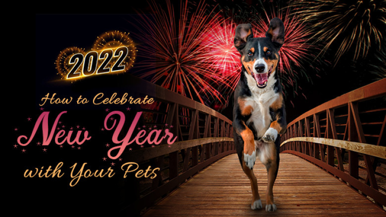 How To Celebrate New Year With Your Pets | Pet Supplies | DiscountPetCare