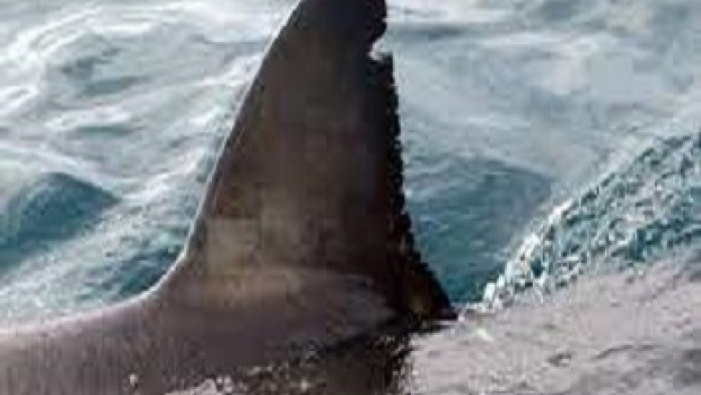 White Shark Explorers