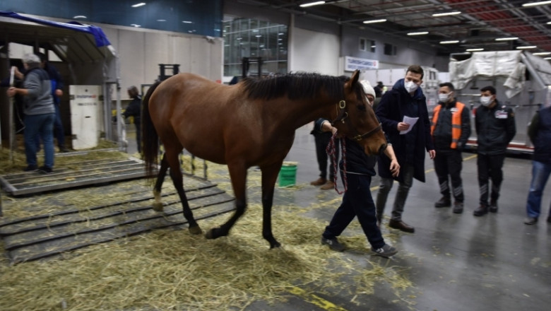Turkish Cargo flies 63 horses Chicago - Istanbul in natural living conditions
