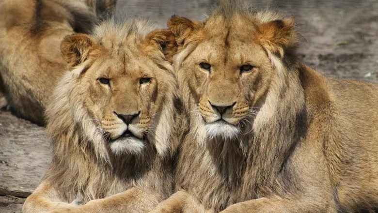 How to Reach Gir National Park +91-7557322322