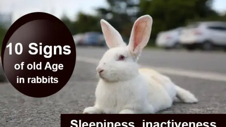 10 signs of old age in Rabbits | Do you know?