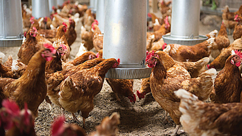 Poultry Health Market Insights, Trends, Top Industry Players and Future Development Status by 2025 | Research Informatic