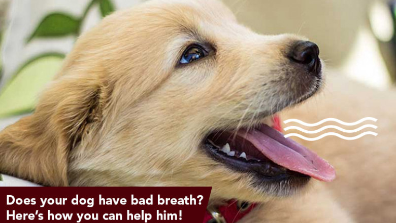 Does Your Dog Have Bad Breath? Here’s How You Can Help Him!