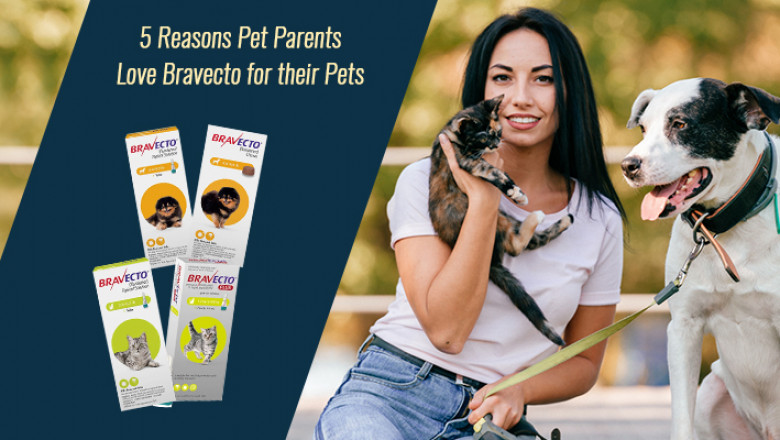 Why Pet Parents Love Bravecto for Their Pets?
