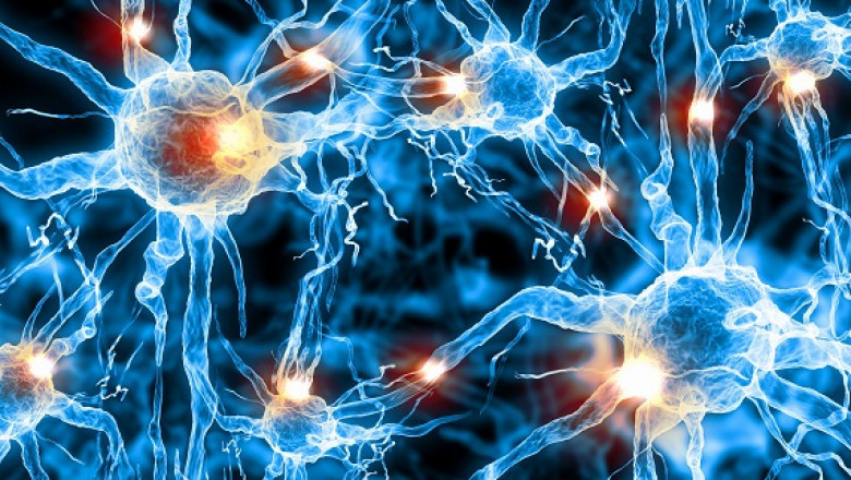 Nerve Biologic Products are Used to Guide Axonal Outgrowth and to Support Nerve Generation