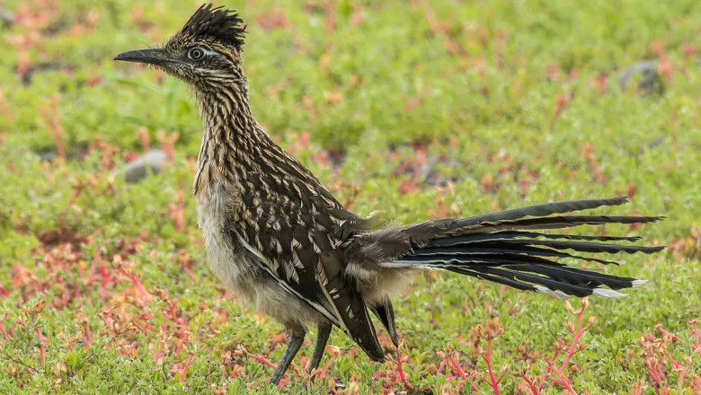 Do Roadrunners Fly? (Everything Explained)