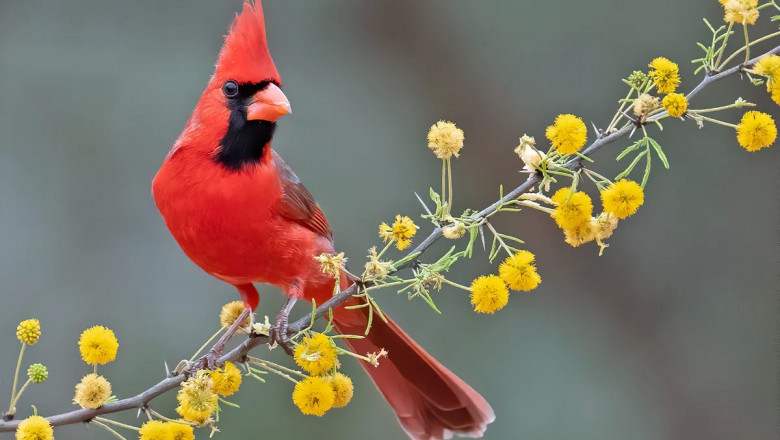 What is the State Bird of North Carolina? (And Why?)