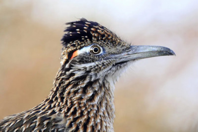 What is the State Bird of Pennsylvania? (And Why?)