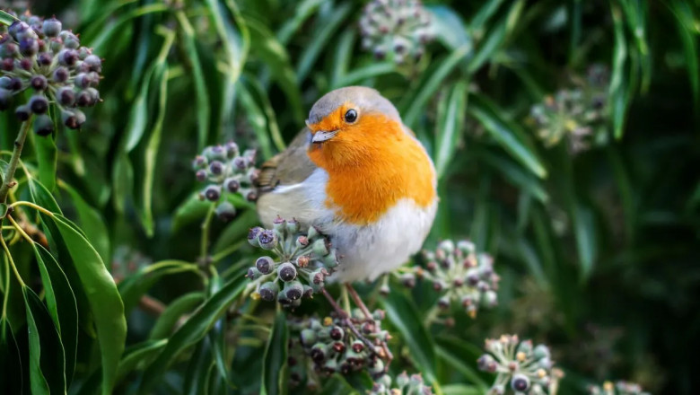 Difference Between Male and Female Robins?