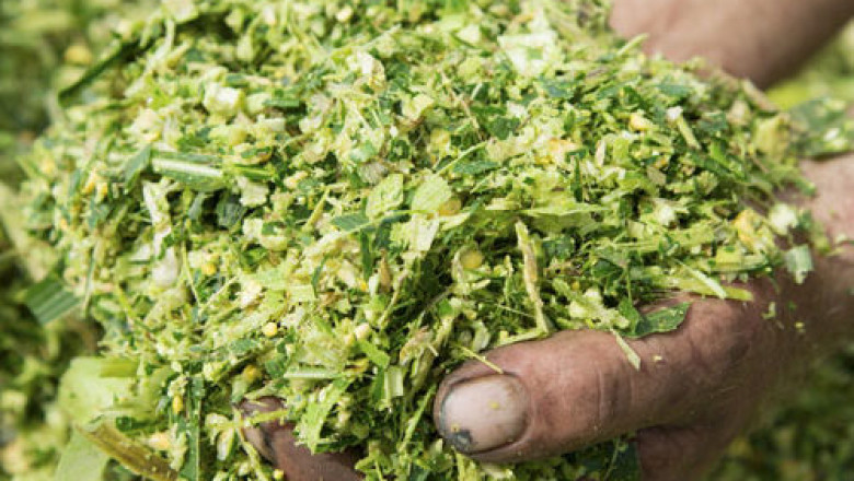 Inoculants Market Growth Analysis and Forecast to 2028