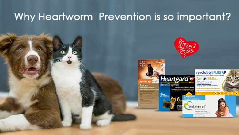Why Heartworm Disease Prevention is Essential?