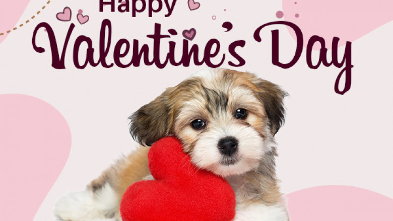 Grab a deal from PetLoversAu- eBay Store on this Valentines Day Sale