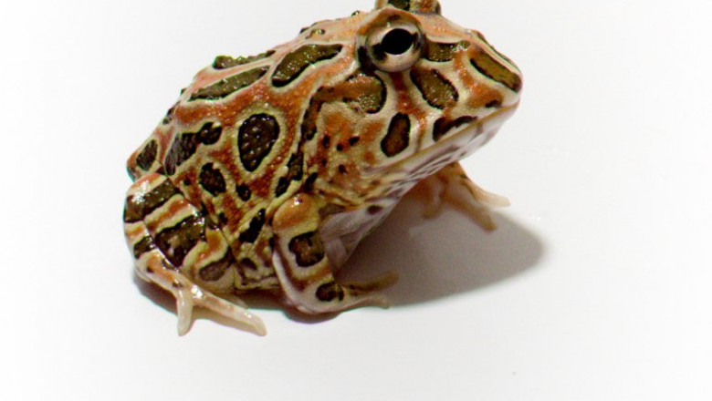 Types of Exotic Pets You Can Buy Online