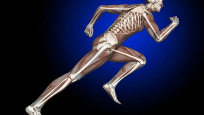 Bone and Musculoskeletal Allografts Market Insights, Trends, Top Industry Players and Future Development Status by 2025 |Research Informatic