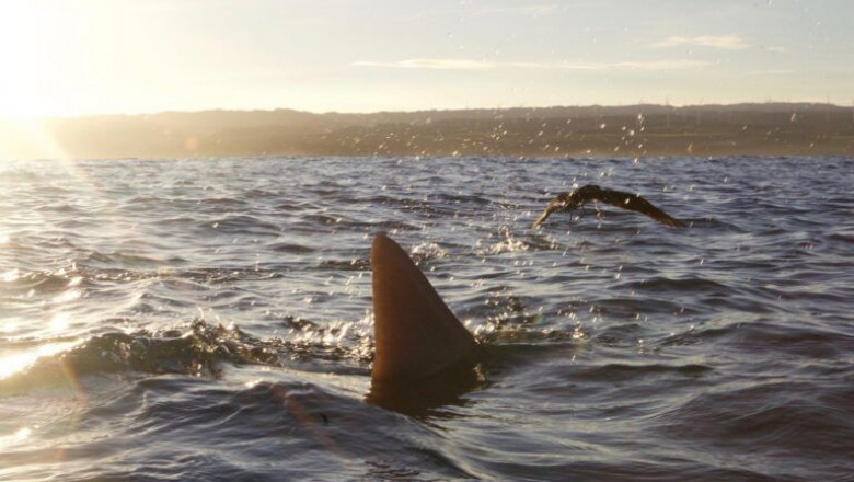 See Sharks Without Diving in Oahu