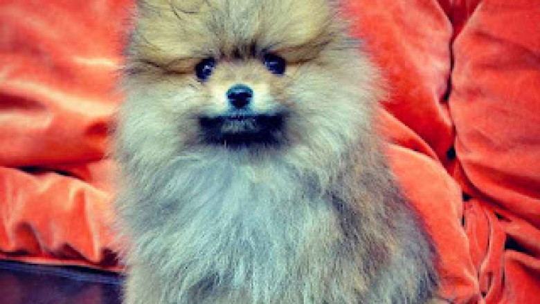 Reasons That Make Pets Habitat A Trusted Pet Store In UAE